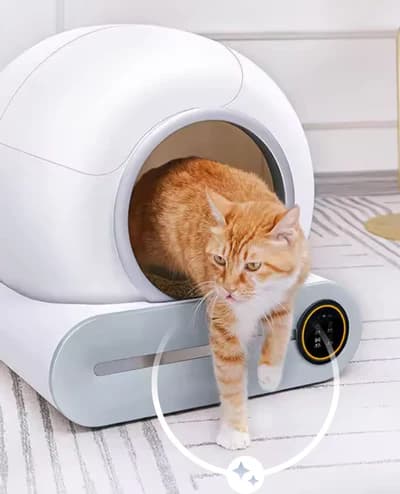 Cat with clean paws using PurrPod